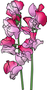 Pink Sweetpea Flowers