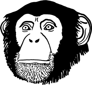 Chimpanzee Head
