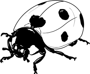 Lady Bird