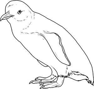 Fairy Penguin
