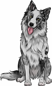 Merle Border Collie