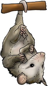 Hanging Baby Opossum