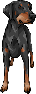 Doberman