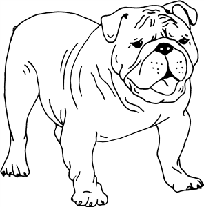 British Bulldog