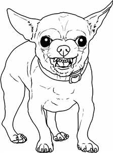 Growling Chihuahua