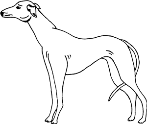 Greyhound