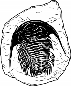 Trilobite Fossil