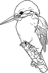 Perched Kingfisher