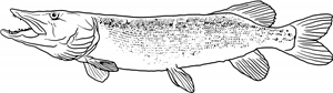 Pike Fish