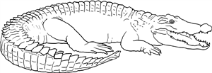 Crocodile