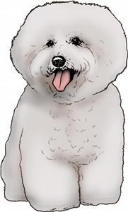 Bichon Frise Dog