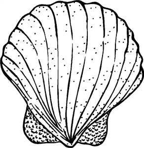 Seashell