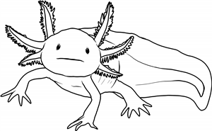 Axolotl