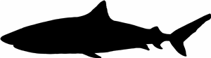Shark Silhouette