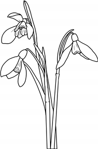 Winter Snowdrops