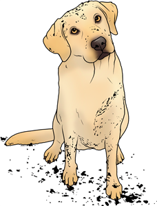 Muddy Golden Labrador