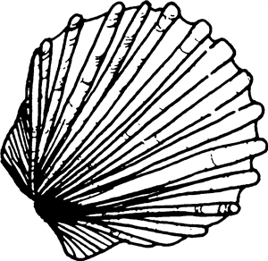 Scallop Shell