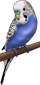 Perched Budgie