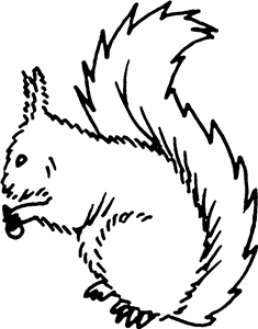 Squirrel