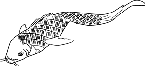 Carp Fish