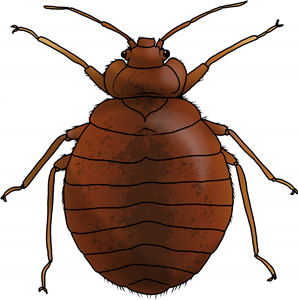 Bed Bug