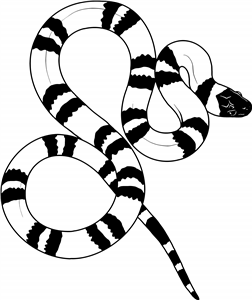 Milk Snake