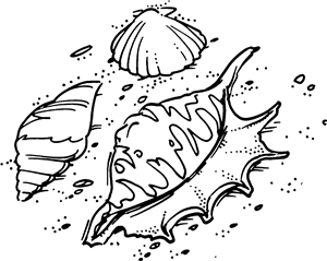 Sea Shells