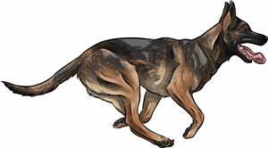 Running Belgian Shepherd