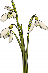 Winter Snowdrops