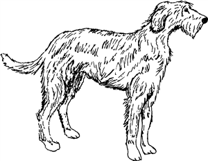 Irish Wolfhound