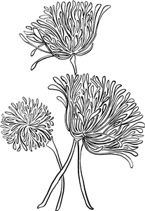 Allium Flowers