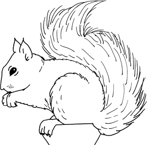 Squirrel
