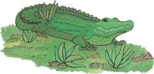 alligator