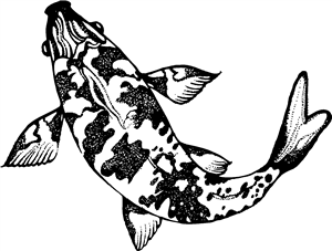 Koi Carp