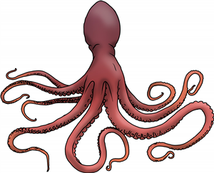 Octopus