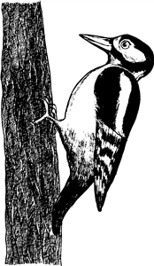 Great Spotted Woodpecker