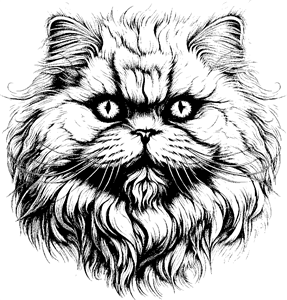 Persian cat