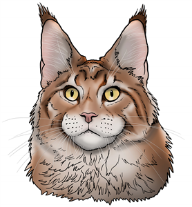 Maine Coon Cat Head