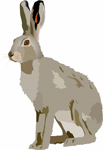 Hare