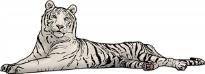 White Tiger