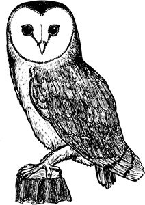 Barn Owl