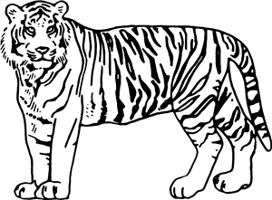 Standing Tiger