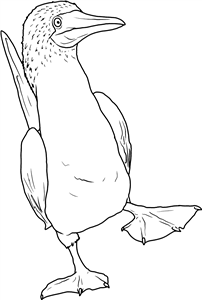 Blue Footed Booby Bird