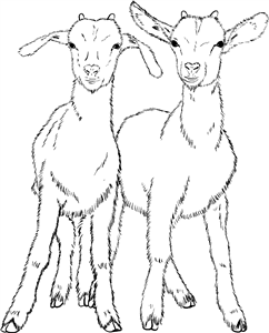 Pair Of Goats