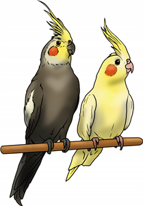 Perched Cockatiels