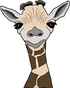 Baby Giraffe