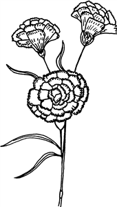 Carnations