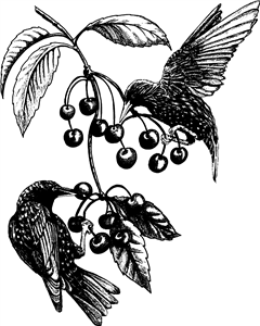 Starlings & Wild Cherries