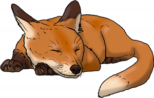 Sleeping Fox
