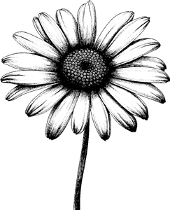 Daisy